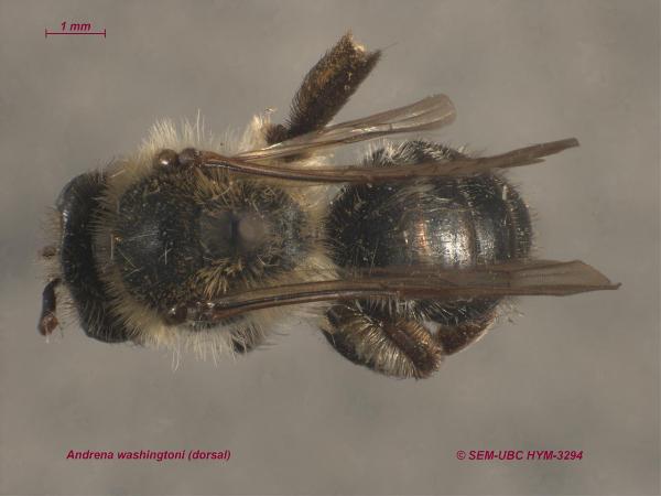 Photo of Andrena washingtoni by Spencer Entomological Museum